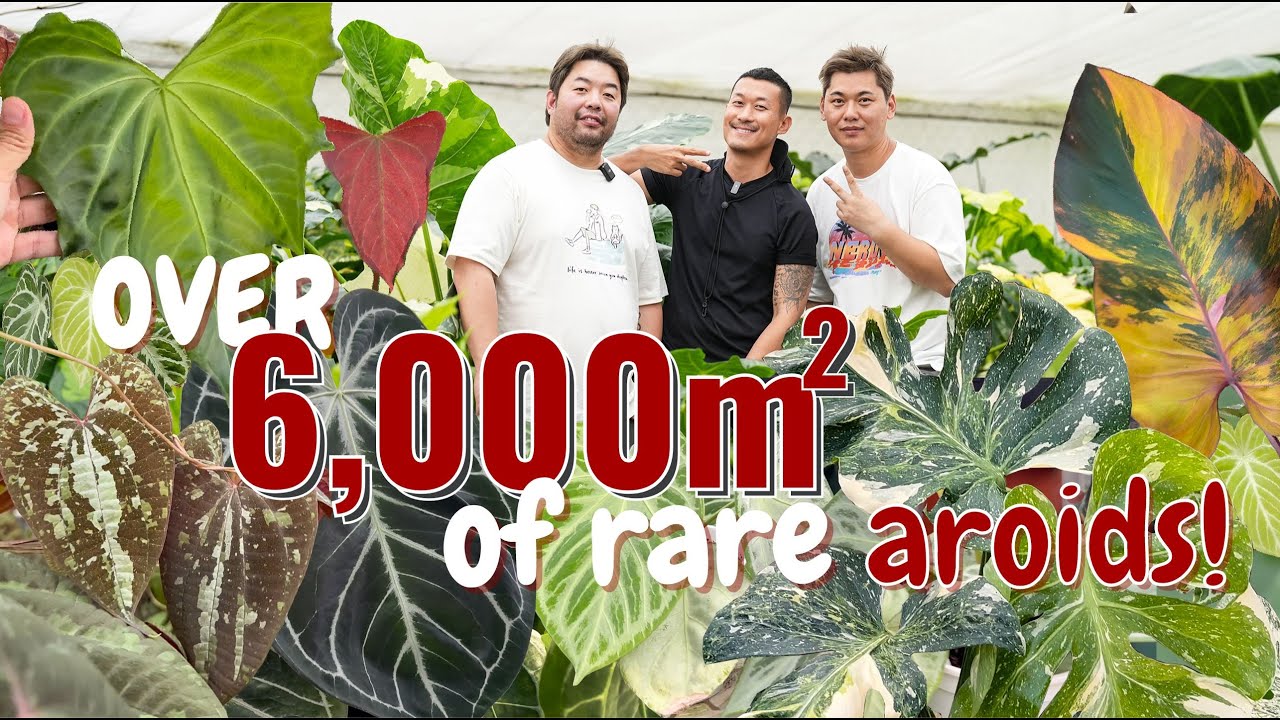 Inside China’s MEGA Rare Aroid 🪴 Plant Production and Retail Facility | Anthurium Galore @Inwild