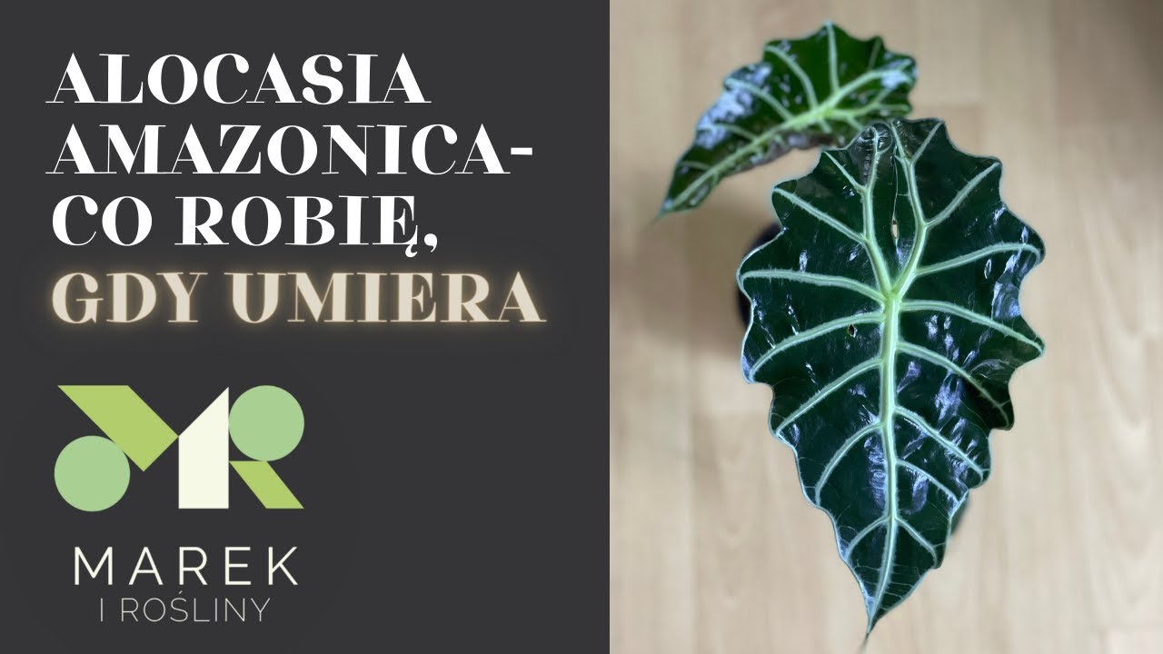 Alokazja polly - alocasia amazonica - eutanazja - co robię, gdy zaczyna umierać?