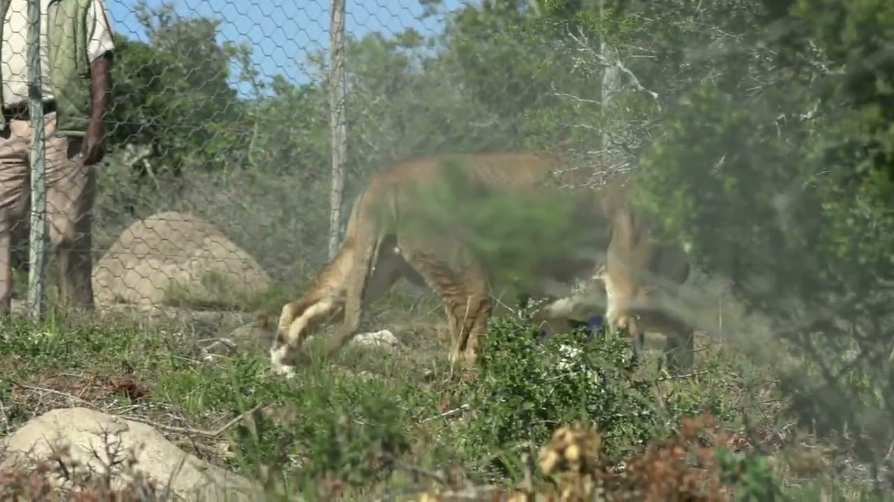 Four lions rescued from captivity in a circus are moved to South African reserve | 5 News
