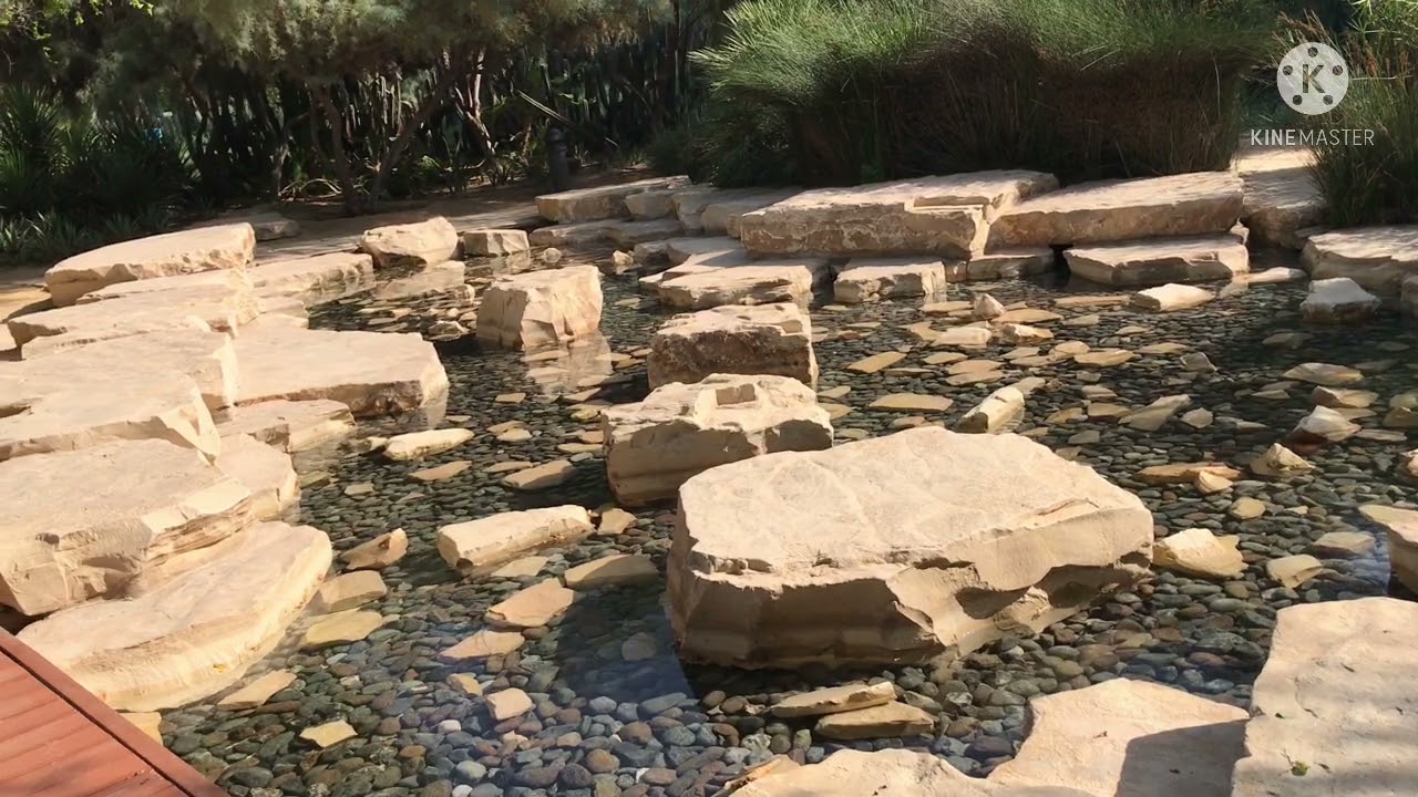 Amazing Forest and River inside the city of Abu Dhabi