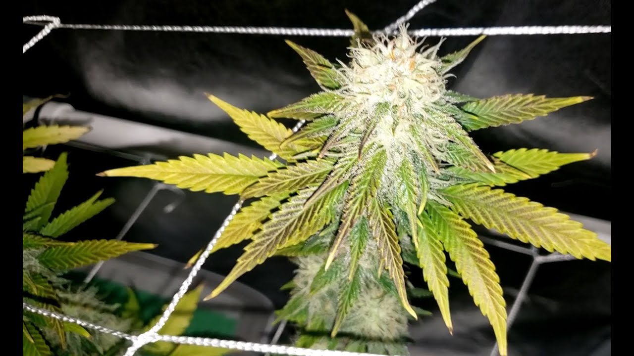 Ak 47 Cannabis 6 weeks (41 days) Into flower