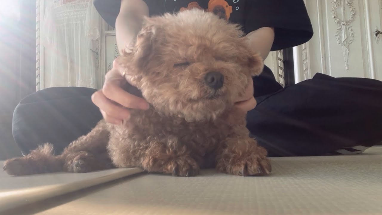 강아지 북북북 만지는 영상