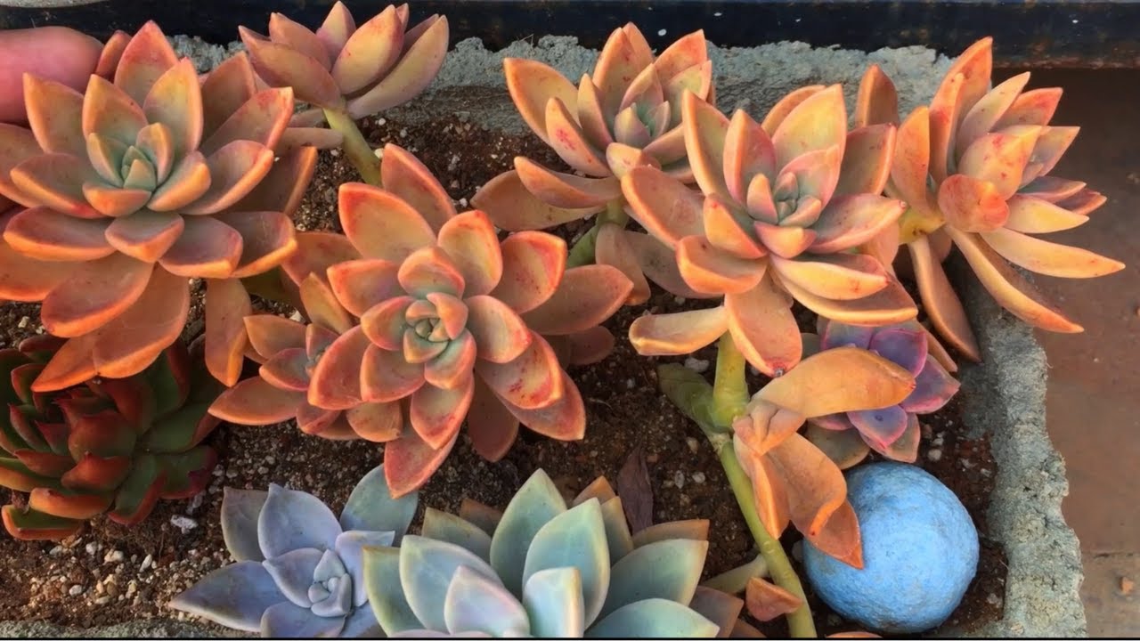EASY ONE FOR BEGINNERS GRAPTOSEDUM CALIFORNIA SUNSET |SUCCULENT CARE TIPS