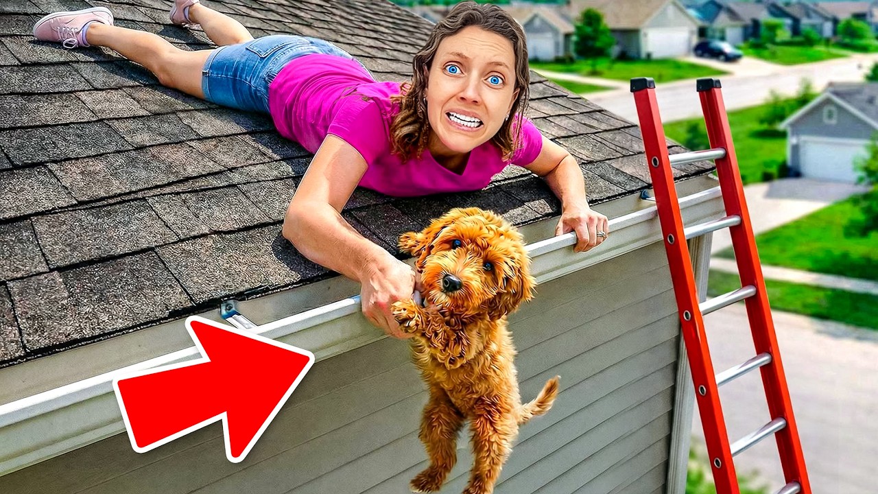 My DOG is TRAPPED on the ROOF... (will he be ok)