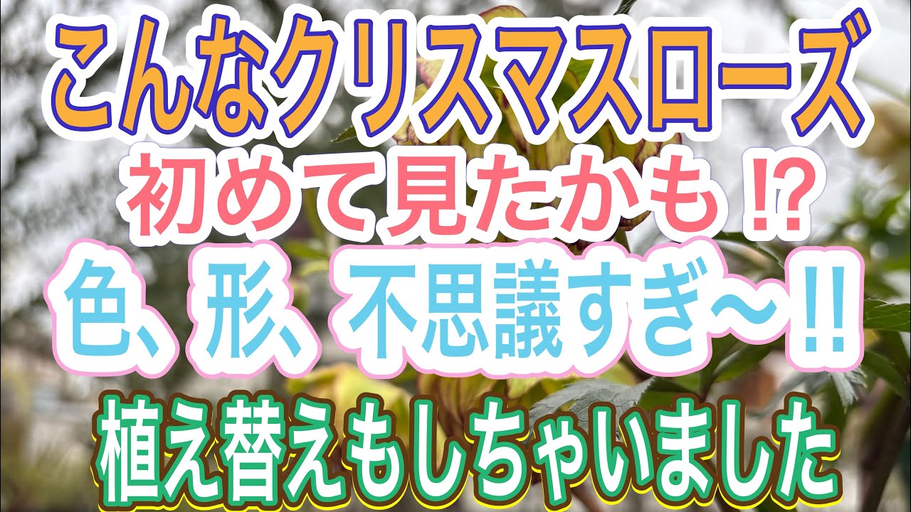【ガーデニング】【クリスマスローズ】不思議なクリローに宮崎で出会いました‼️これだからクリロー集めがやめられない😅植え替えもしましたよ👍【3月】【植え替え】
