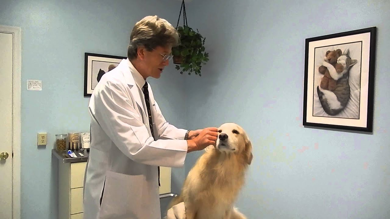 Dog Ear Flush Video