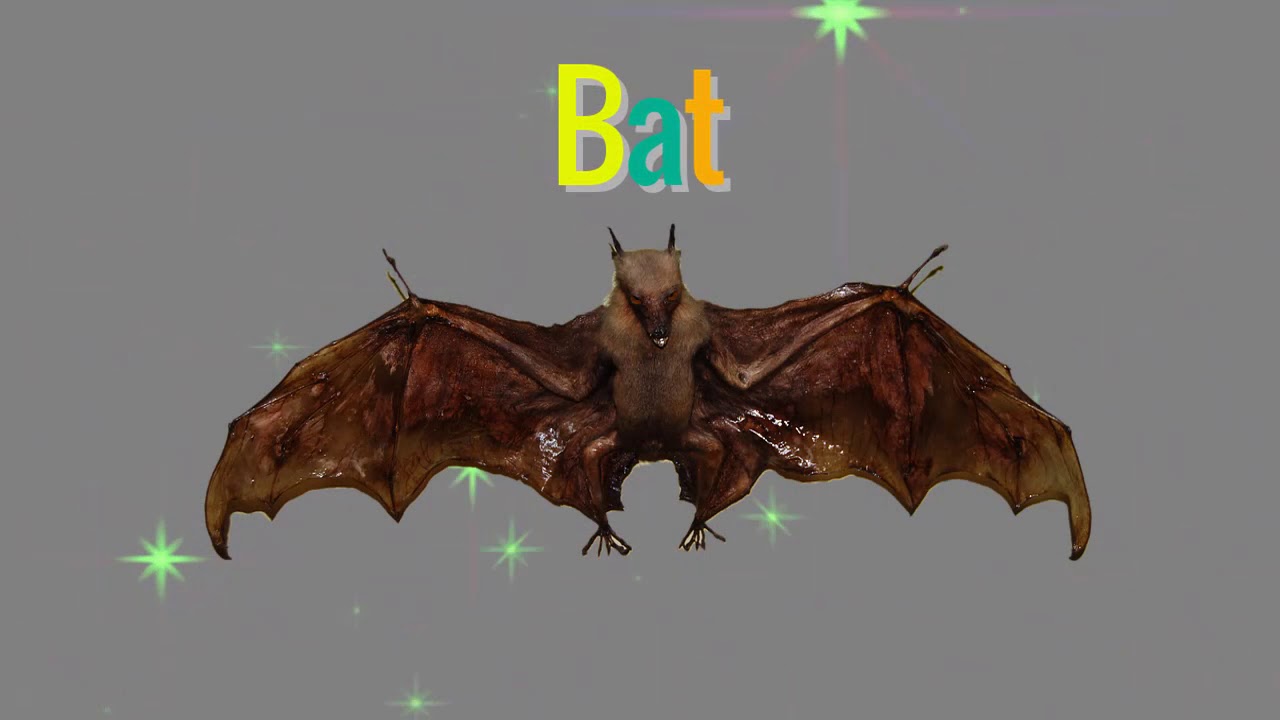 Bat Spirit Animal | Spirit animal meaning
