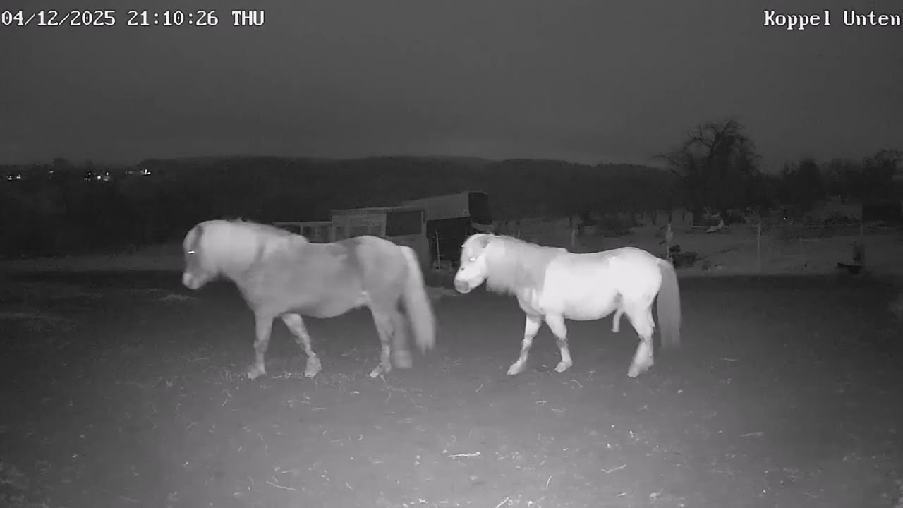 Final & Ori im Herbst/Winter - Tipps für gesunde Pony Hengste ❄️ #pferde #pony