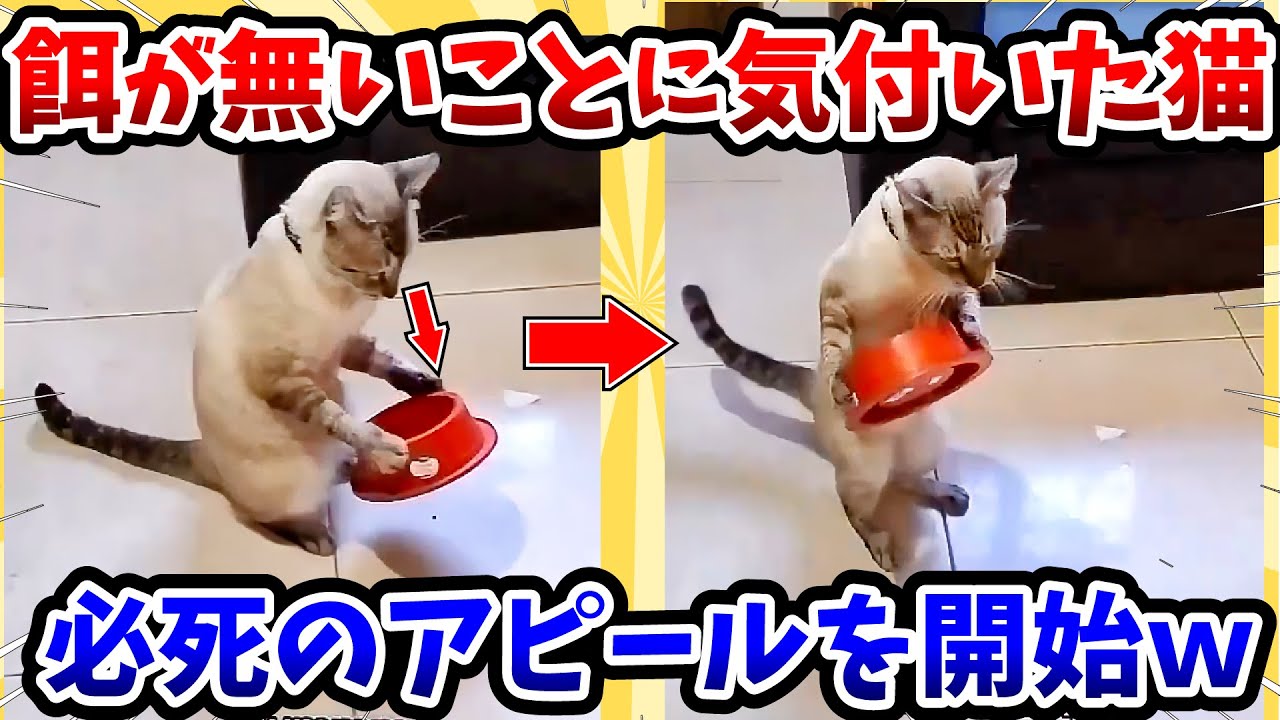 【2ch動物スレ】餌が無いことに気付いた猫 → 必死のアピールを開始www