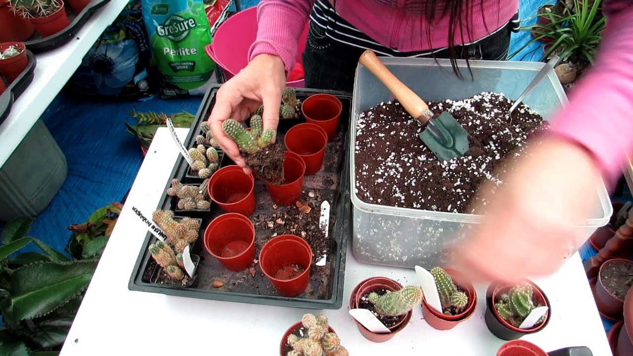Re potting my Chamaecereus hybrid cacti 'The Peanut Cactus'