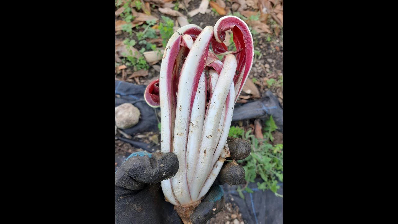 Radicchio di Treviso | Metodo di Imbianchimento Casalingo