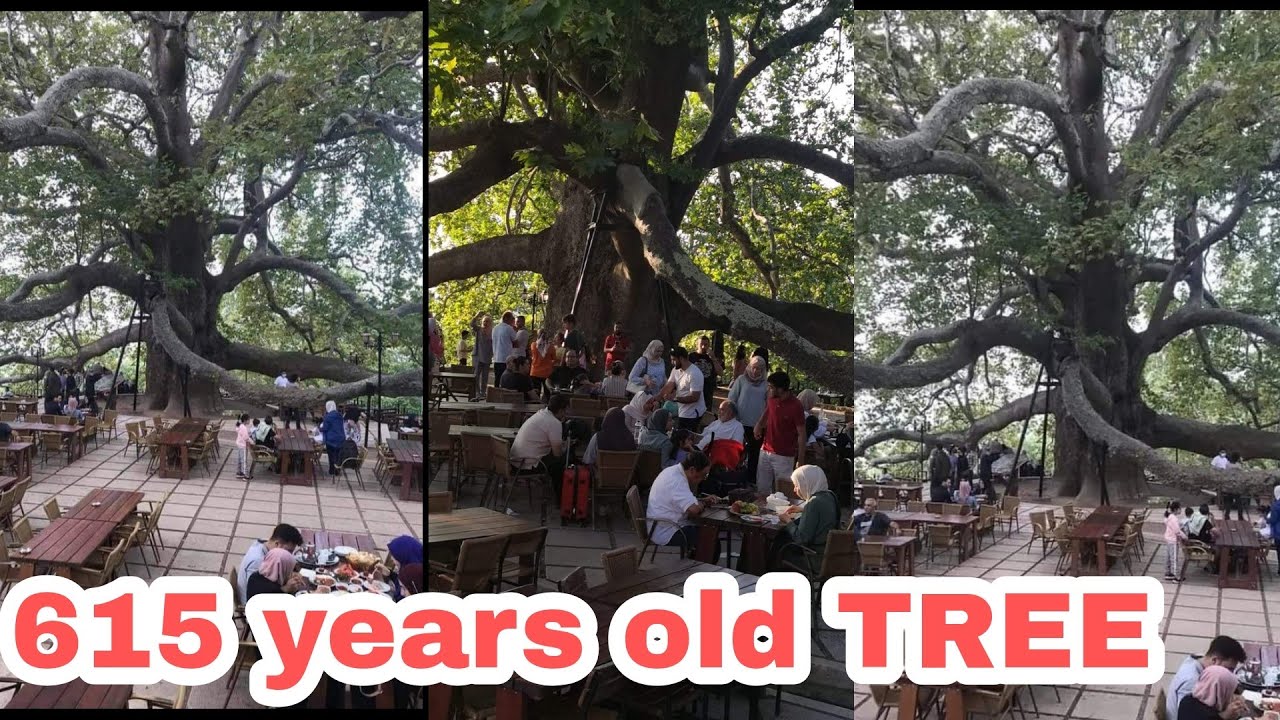 615 years old GIANT TREE /inkaya cinari, bursa / Turkiye