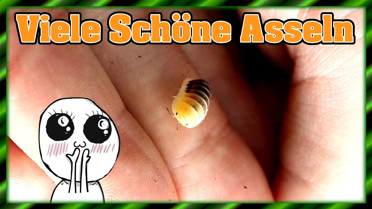 Asseln | Was machen die kleinen Hübschen so?