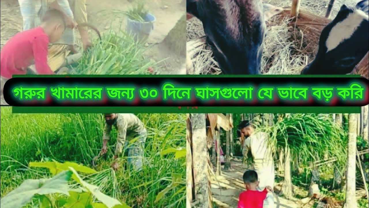 গরুর খামারের জন্য   ৩০ দিনে ঘাস গুলো যে ভাবে বড় করি🐄🐄🐄🐄🐄🐄