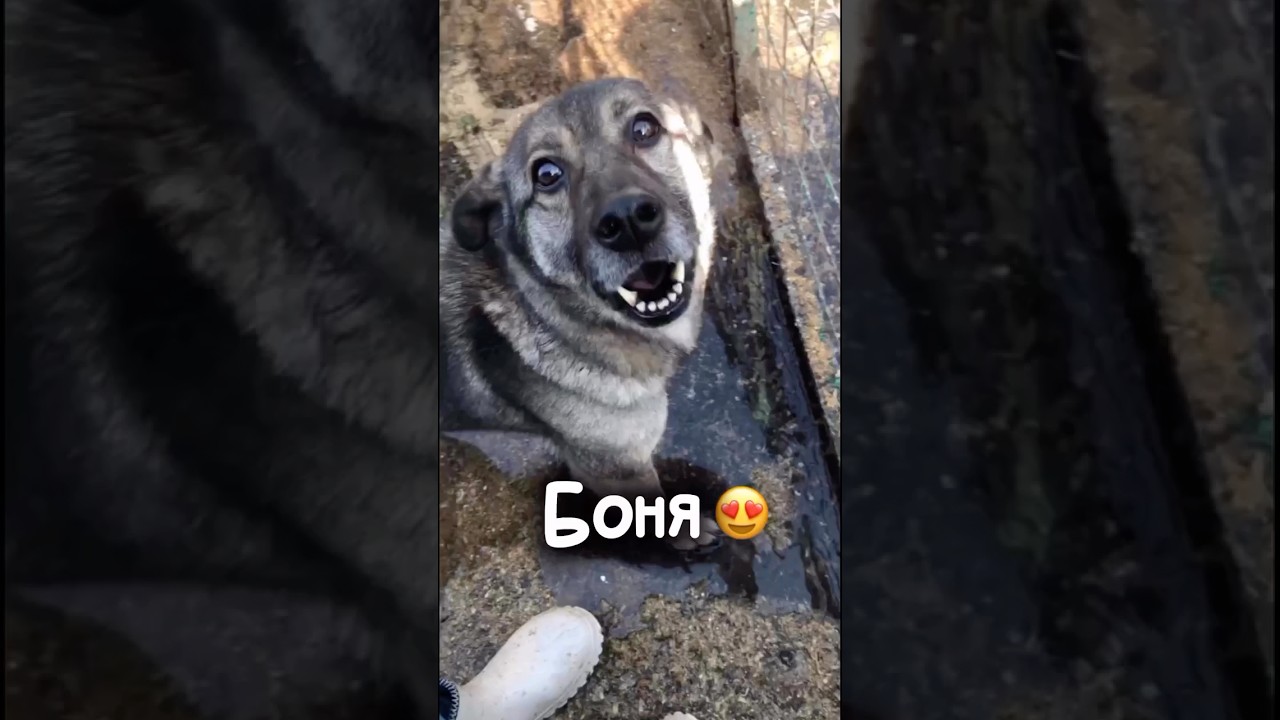 В нашу Боню невозможно не влюбиться😍 #собакаизприюта #приют #собака #youtubeshorts