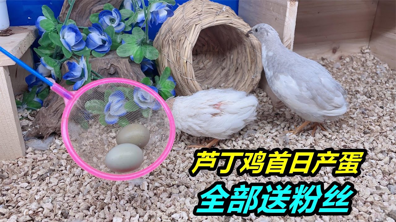 蘆丁雞終於開始下蛋了，我要把它們下的雞蛋，全部送給粉絲