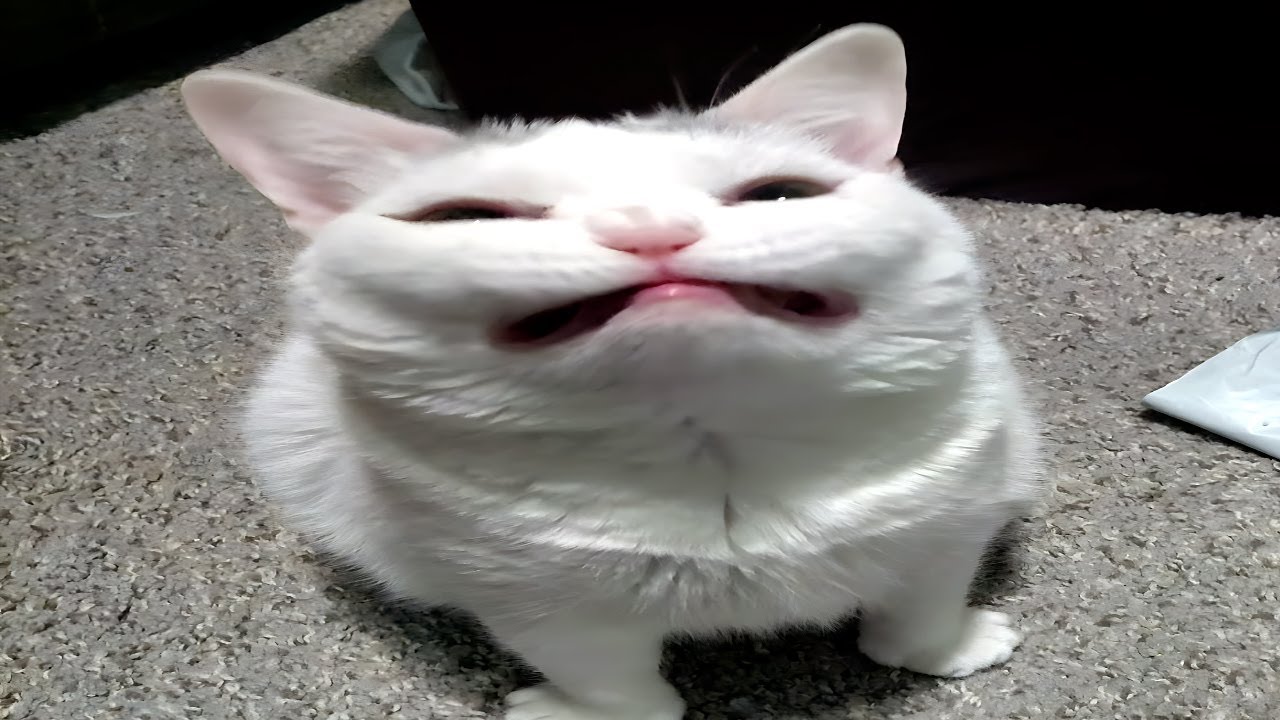 Cats Acting Weird Again