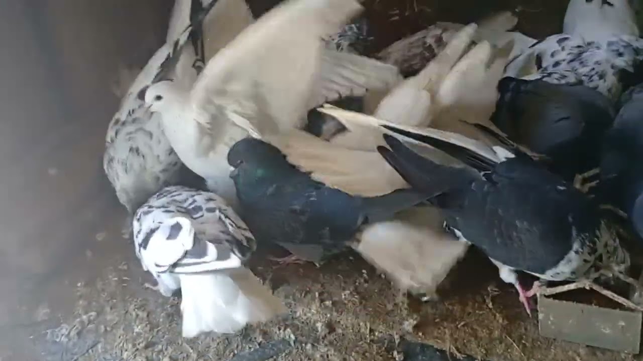 🕊️🕊️🕊️🕊️🕊️🕊️🕊️🕊️🕊️🕊️🕊️🕊️🕊️🕊️