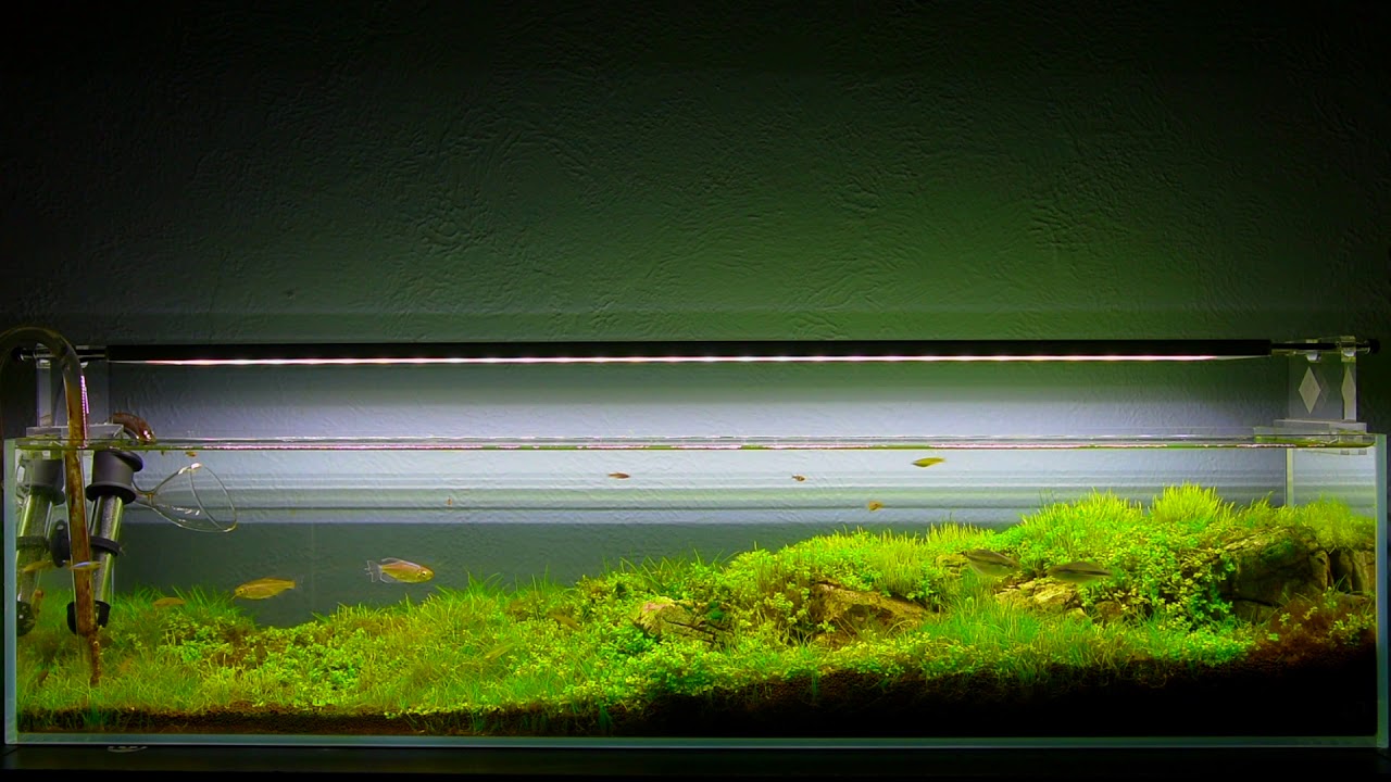 Dry Start Aquascape Tank (Filling up 12 Gallon Long Tank)