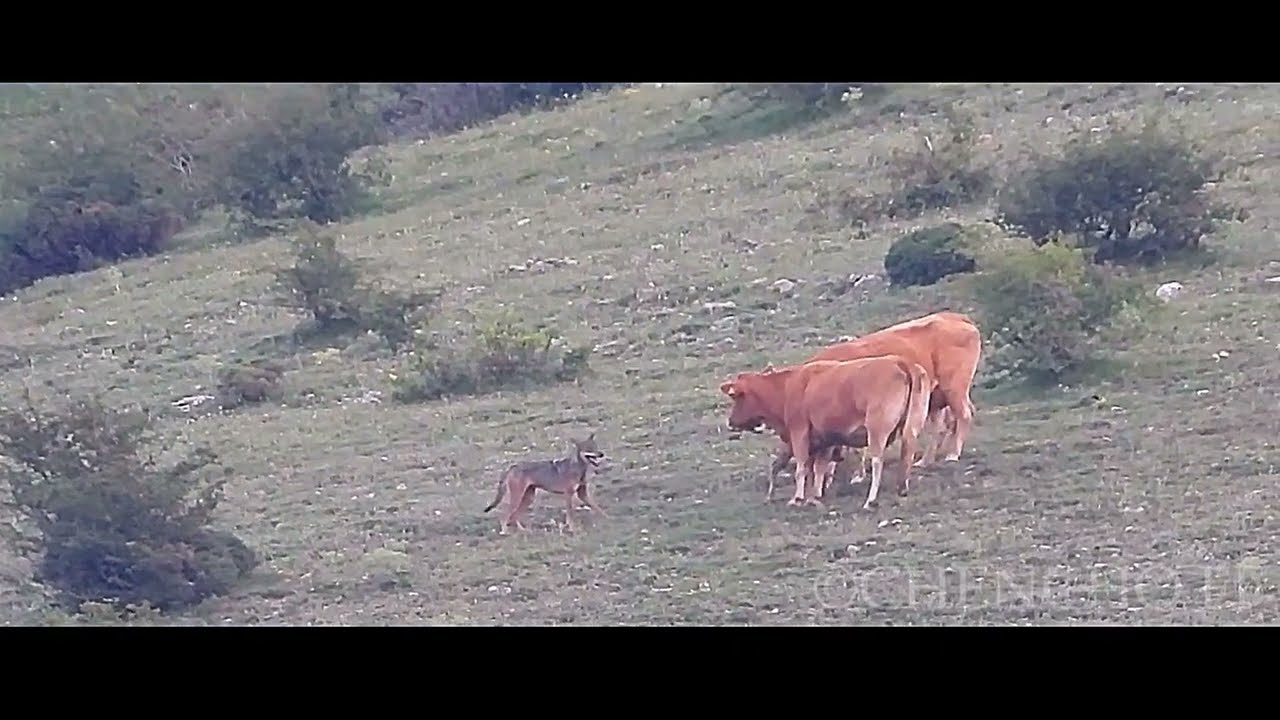 Lobo ibérico atacando. Cantabria.