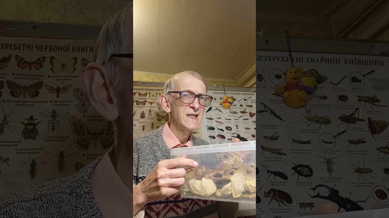 Bugman Story-22. Diary of Entomologist. Life & Super Mealworms Zophobas (Tenebrionidae) 09.febr.2023