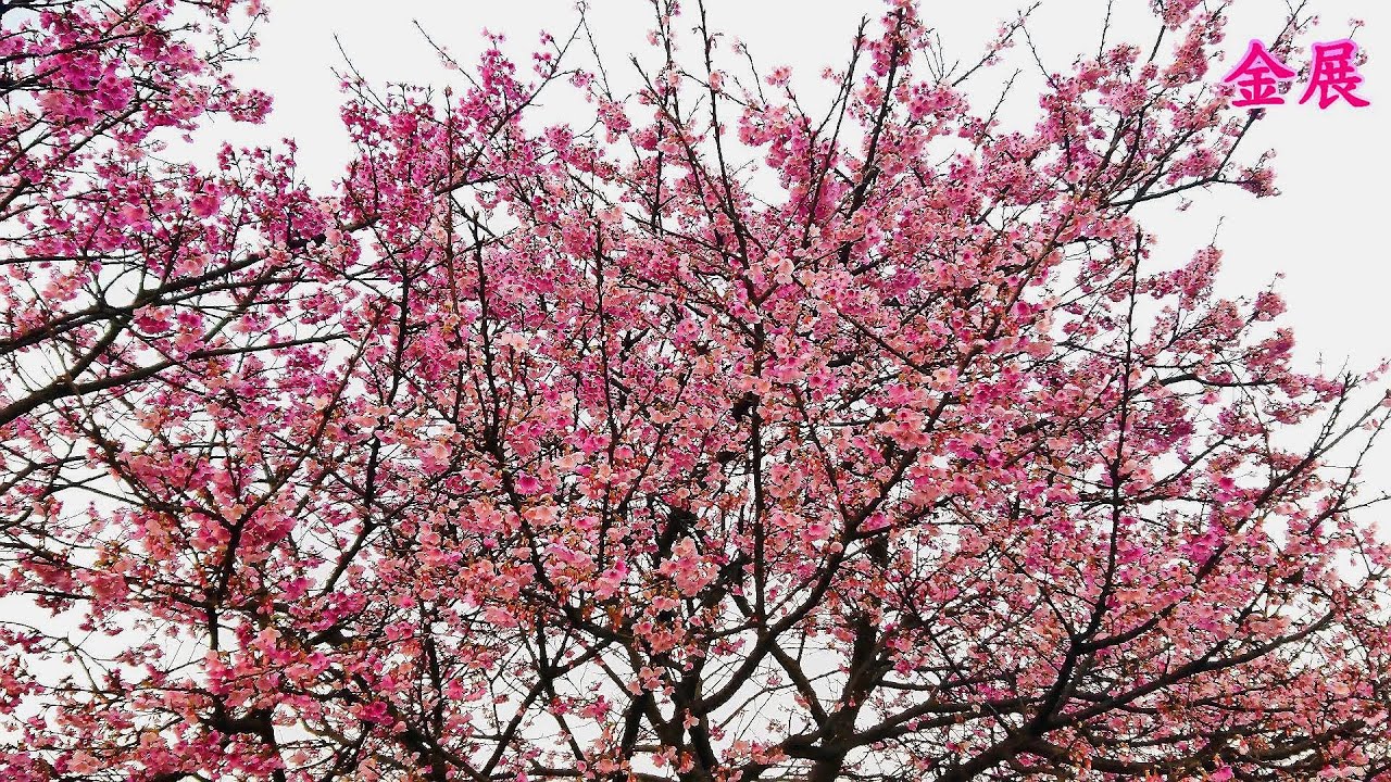 台北第一波樱花盛開了！2026陽明山平菁街42巷-美麗櫻花盛開！The beautiful cherry blossoms are in full bloom.