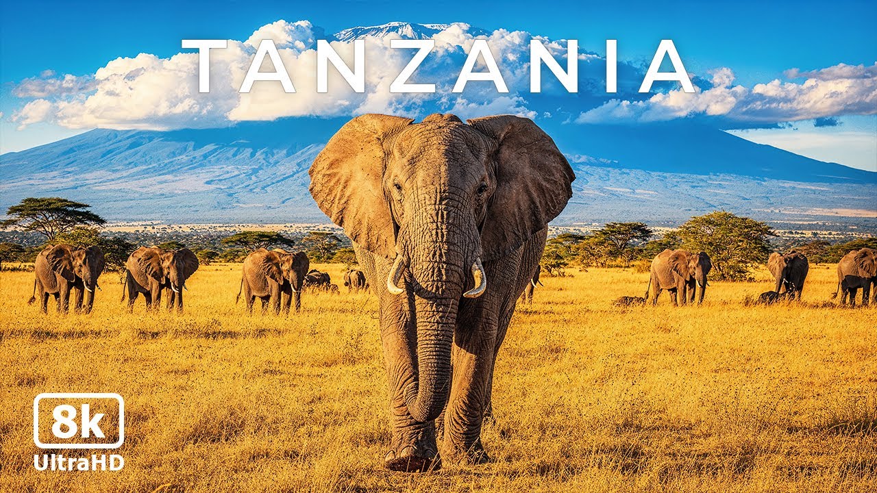 Tanzania 4K - African Safari Relaxation Film | Peaceful Nature & Soft Music