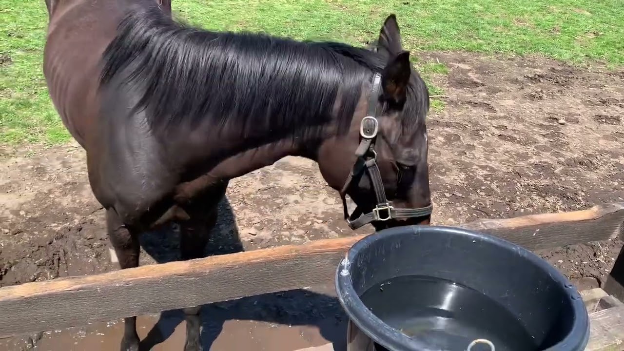 可愛い性格がバレつつある ローズキングダム