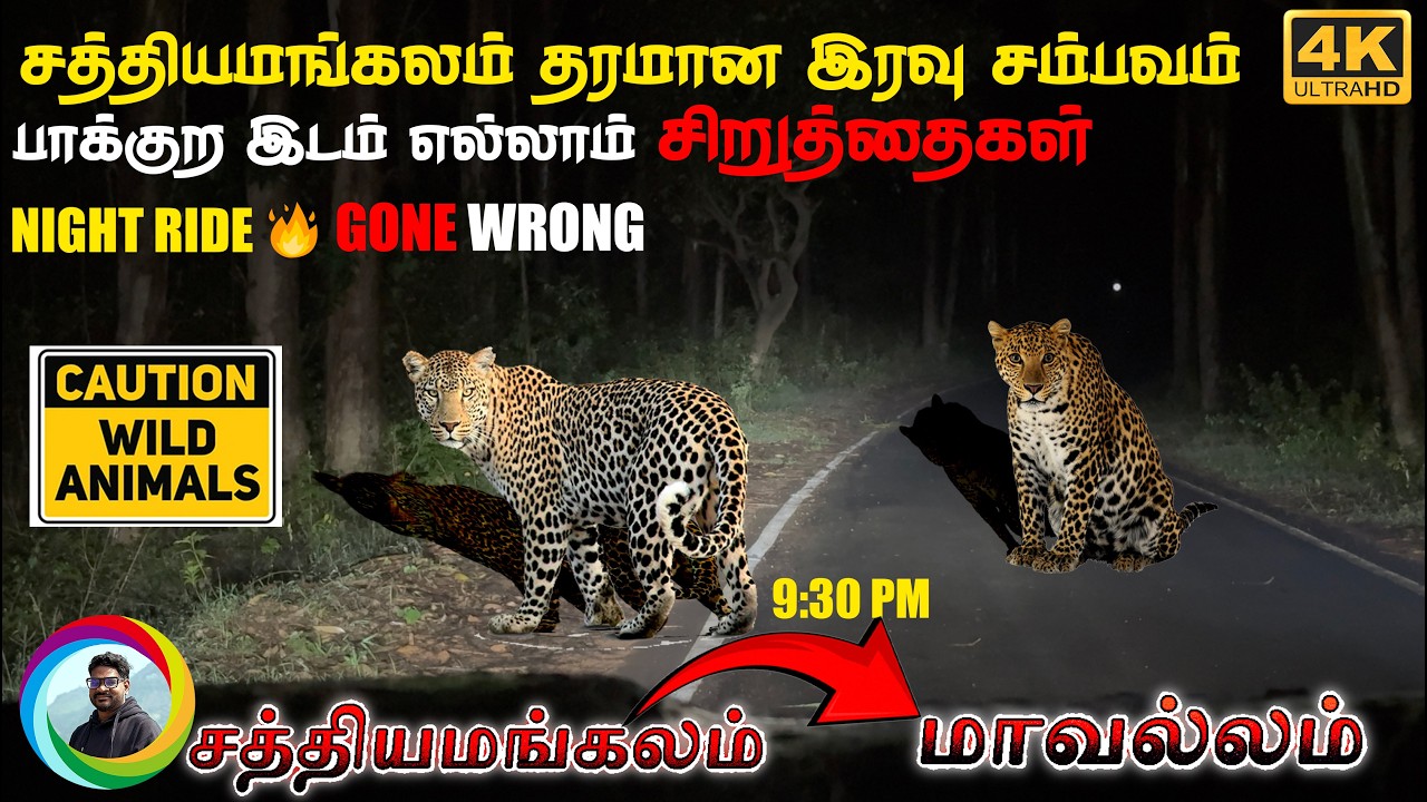 ⚠️🔥3 Heart stopping LEOPARD SIGHTINGS! 🐆புலி பார்த்த ராத்திரி 😱 Sathyamangalam Dhimbam Hasanur Night