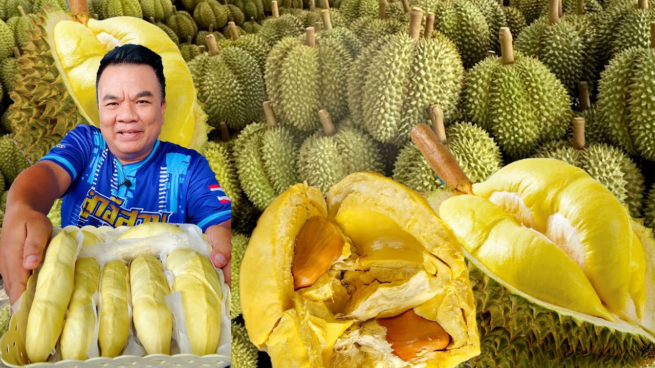 กินทุเรียนบุฟเฟ่ต์ เนื้อแน่นๆ พูใหญ่กรอบนอกนุ่มใน เฮียบาสทุเรียนซิ่ง