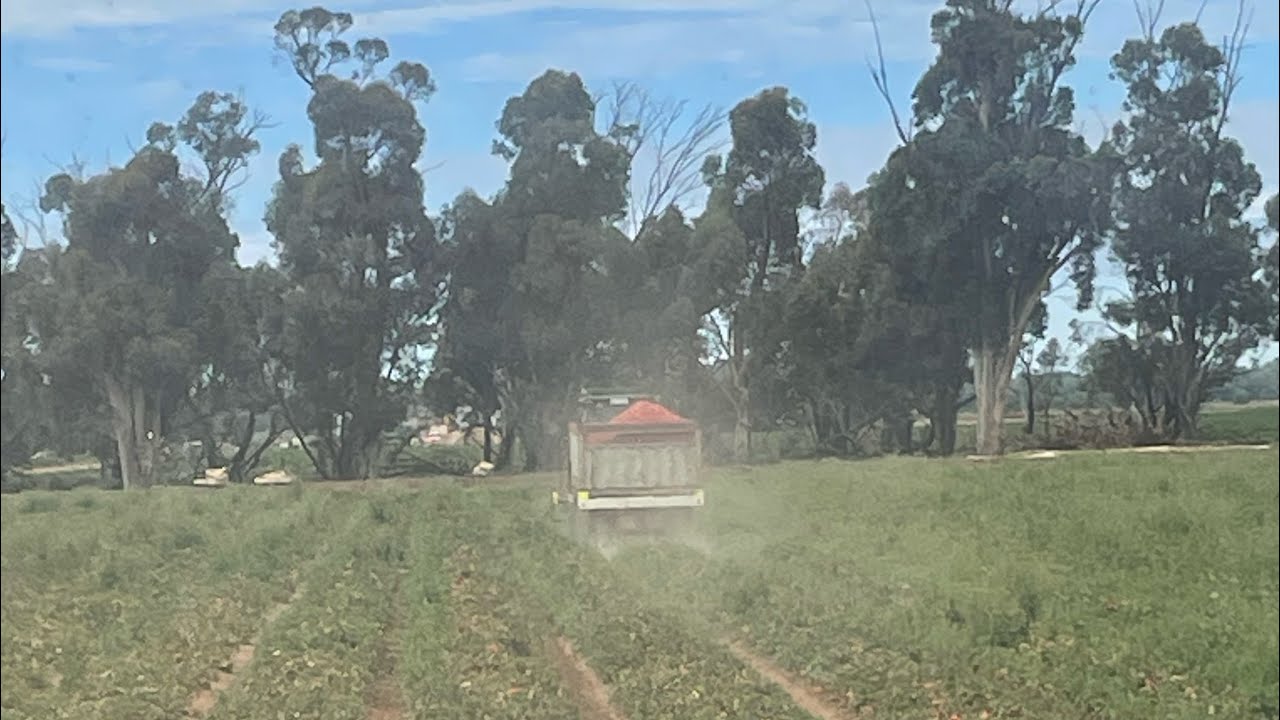 How A Tomato Harvester Works
