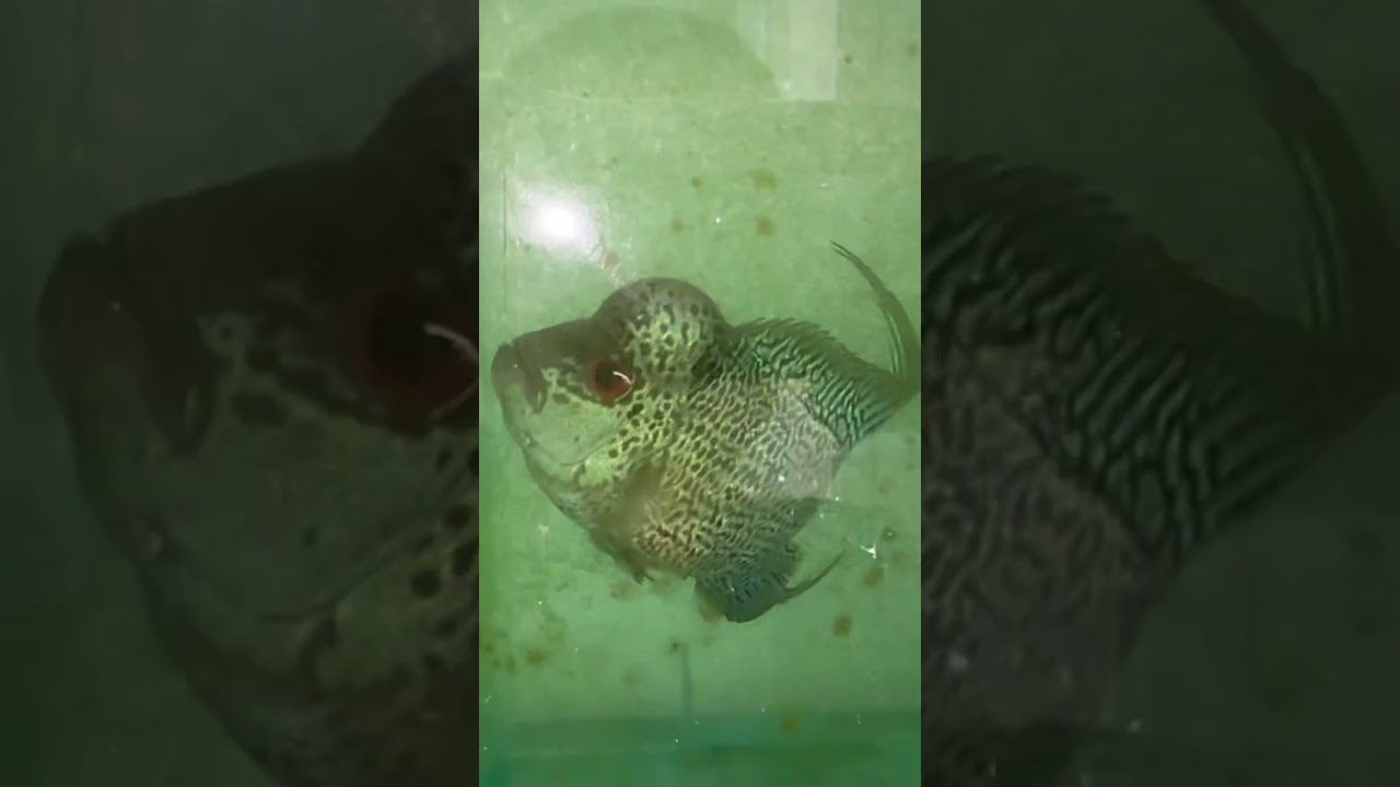 3Finger Size Zhen Zhu Gene Golden Base | Flowerhorn fish Keeper 2025