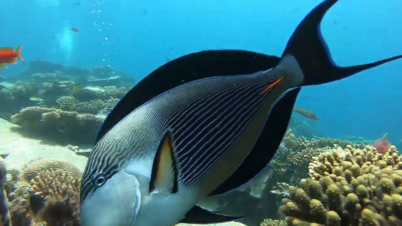 Egypt Scuba Diving: Ghazala Explorer - March 2023 (Part 2)