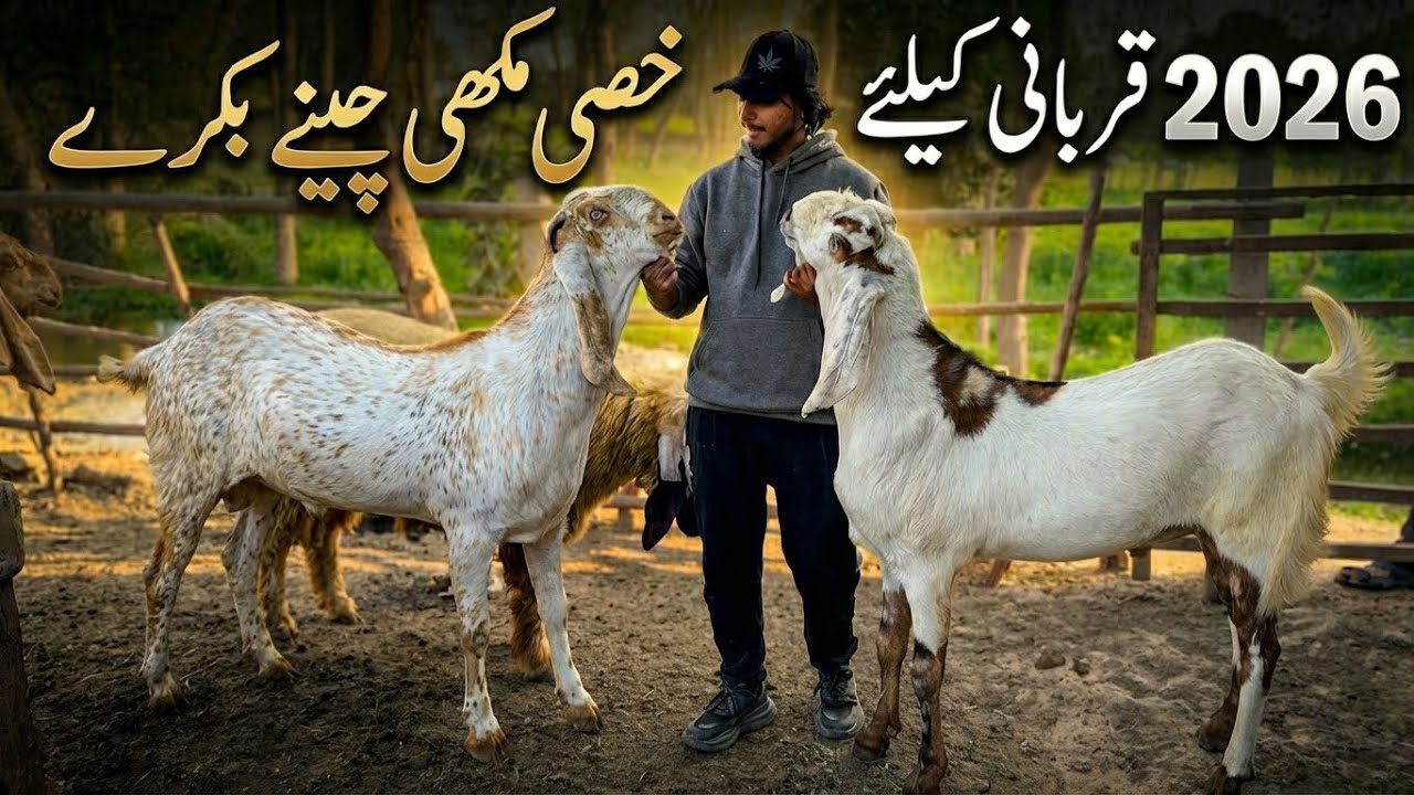 Big Size Makhi Chena Bakra Qurbani 2026 Mazhar Biba Official 