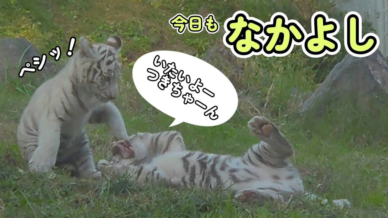 【仲良し姉弟】生後3ヶ月のツキシグのトラプロは、ソフトタッチ！？走る姿もぴょっこぴょこ！in伊豆アニマルキングダム