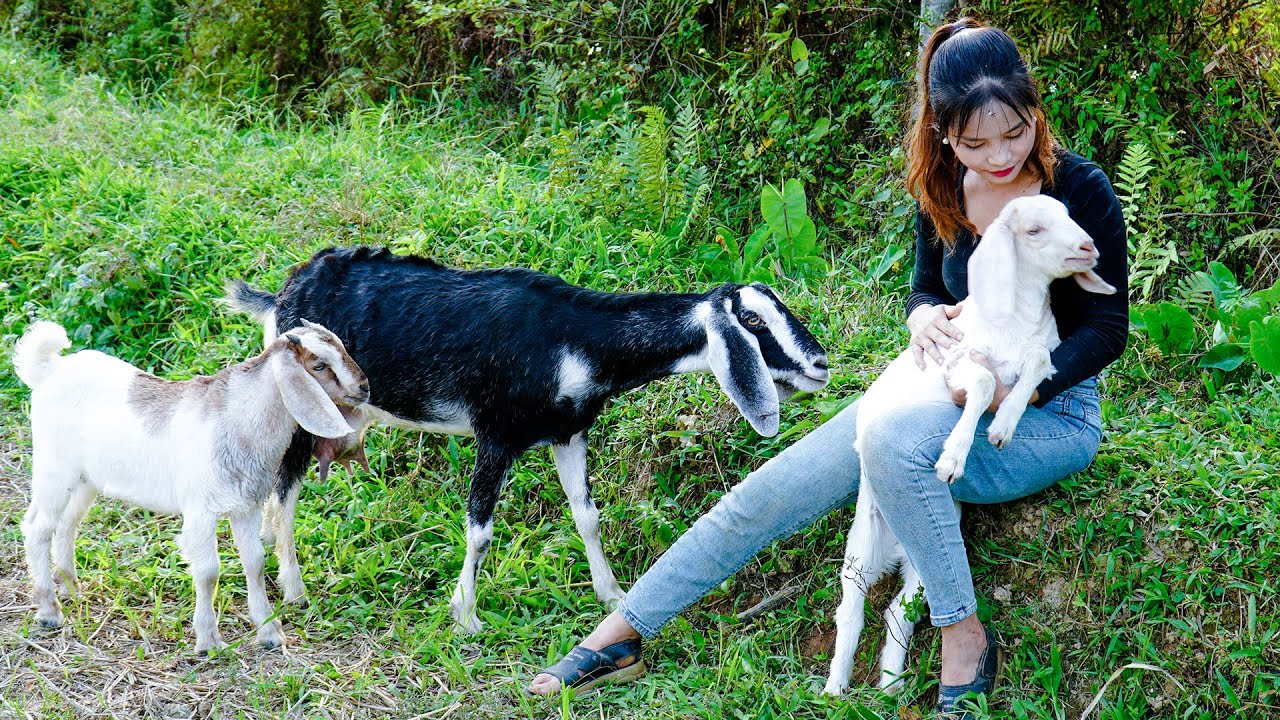 My bad day - Missing GOAT - Harvesting Tomatoes goes to Market Sell | Country Life