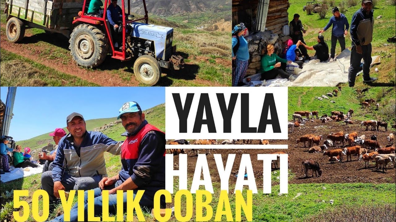 Erzincan da yaylacılık 50 yıllık çoban ...
