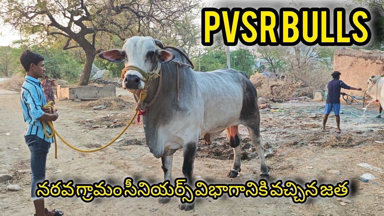 నరవ గ్రామం సీనియర్స్ విభాగానికి వచ్చిన జత PVSR BULLS