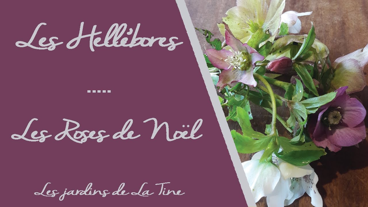 Comment planter des Hellébores - Tout sur la Rose de Noël - Les jardins de La Tine