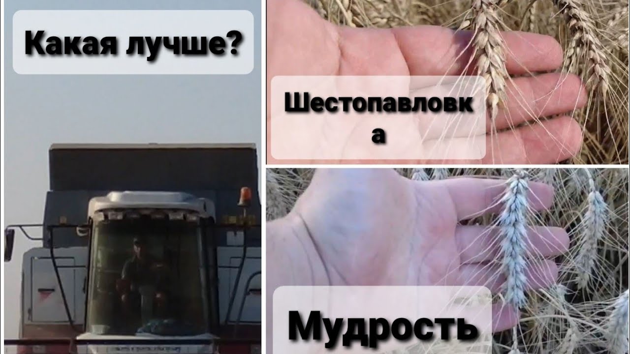 Какой сорт победит? Уборка семенной пшеницы 2021