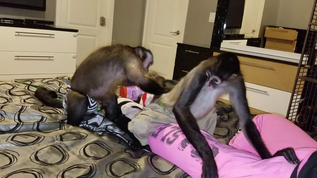 Spider monkey