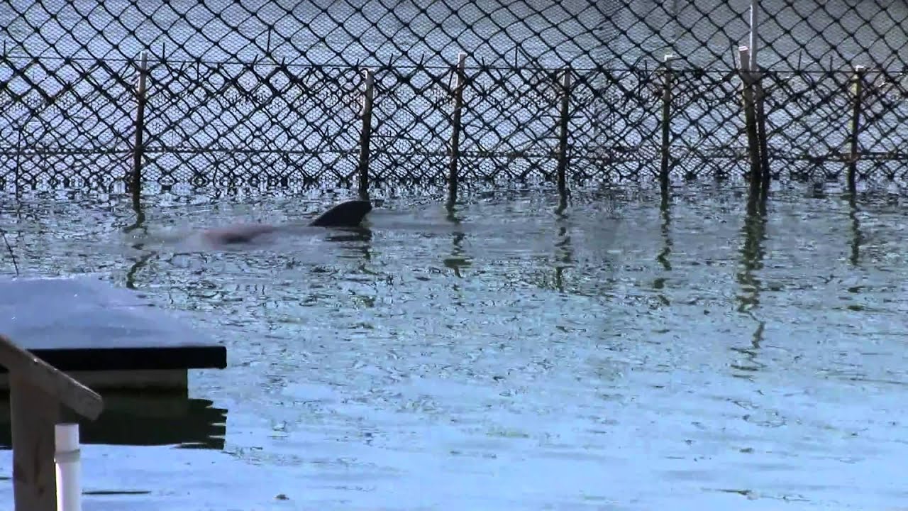 New Baby Dolphin born at the Dolphin Research Center