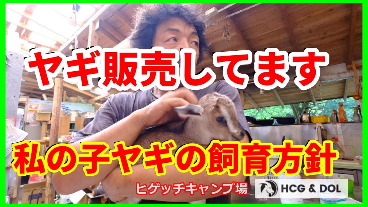 ヤギ販売　子ヤギを育てる　山羊を育ててお譲りしています