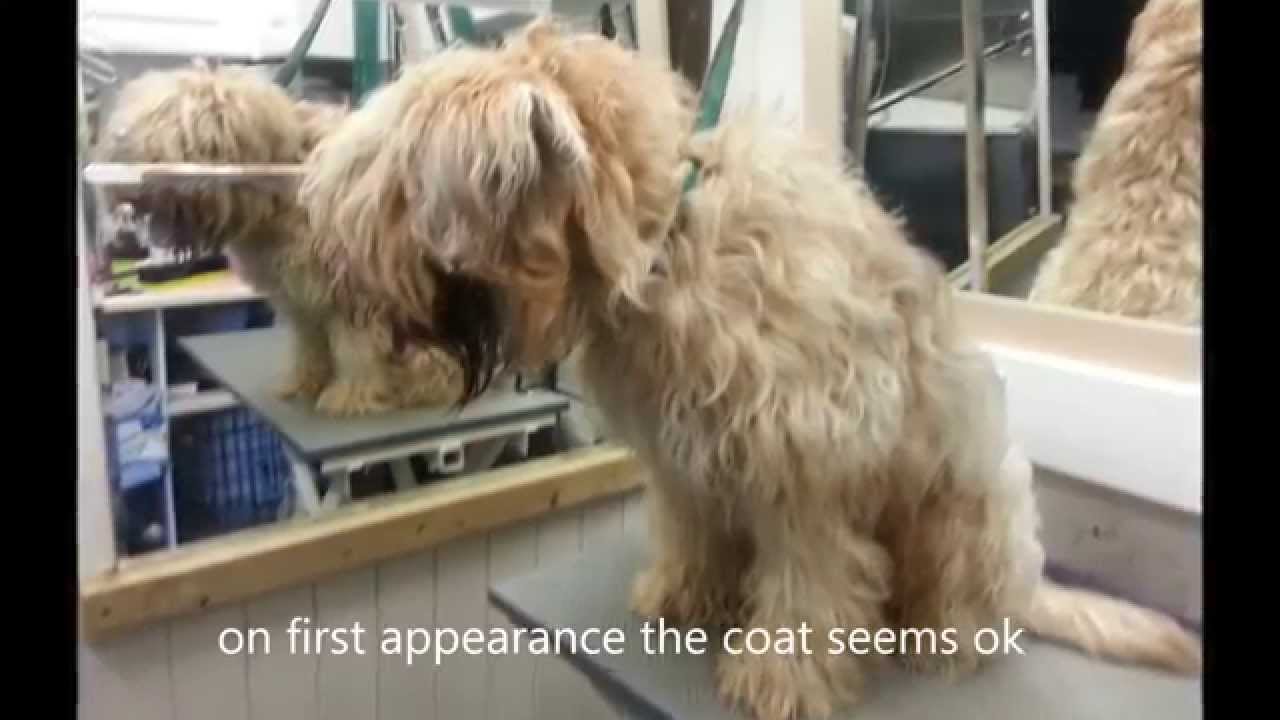 Wheaten Terrier has coat shaved off