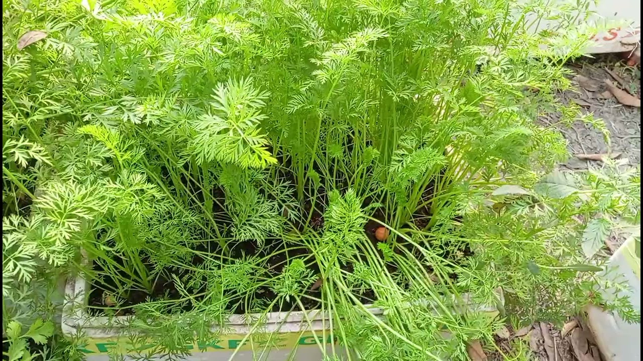 Growing Carrots on fish carton 