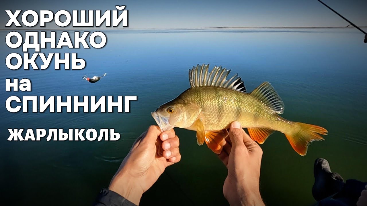 ХОРОШИЙ однако ОКУНЬ на СПИННИНГ - Рыбалка на озеро ЖАРЛЫКОЛЬ