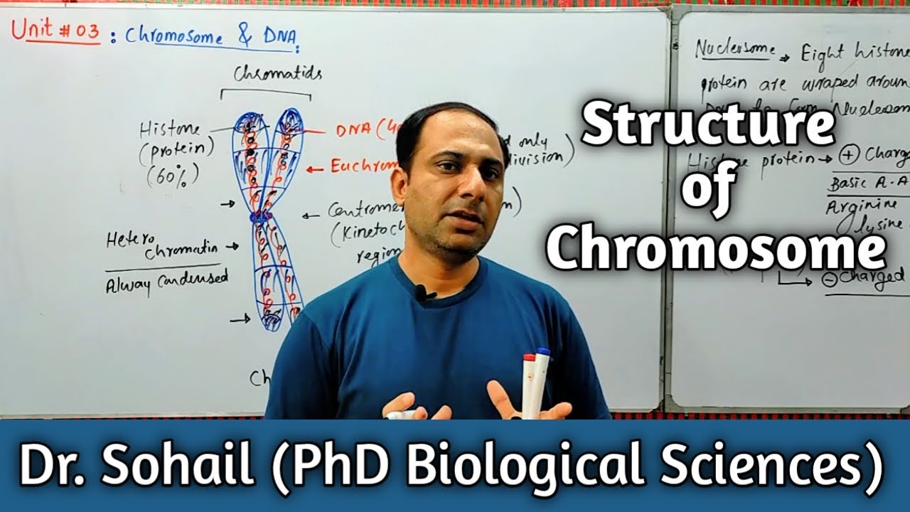 Structure of Chromosome | Nucleohistone | Heterochromatin | Euchromatin | MDCAT Biology