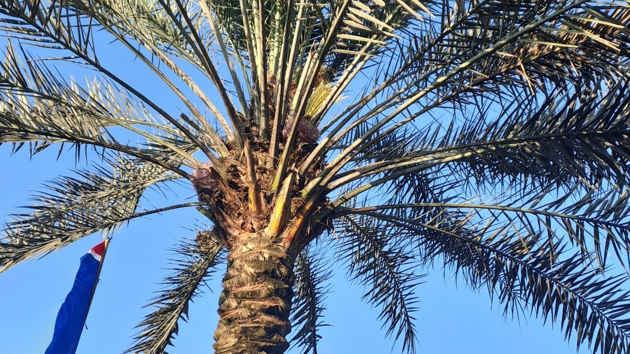 Paksa Pohon kurma berbuah 