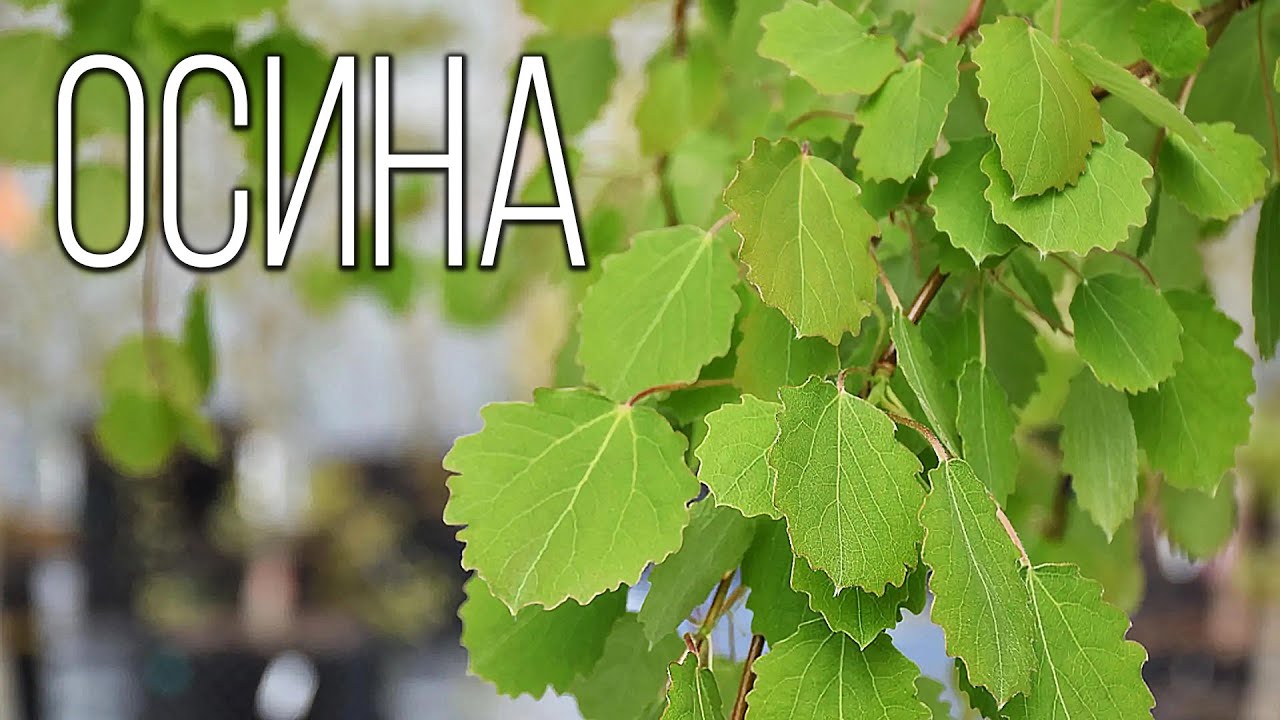 Осина: Шепчущее Дерево | Интересные факты про осину