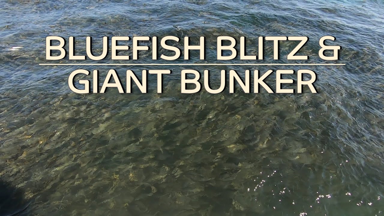 Bluefish Blitz & Giant Bunker Pods! - Block/Long Island Sound